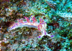 Red-lined flabellina - Coryphellina rubrolineata by Stefanos Michael 